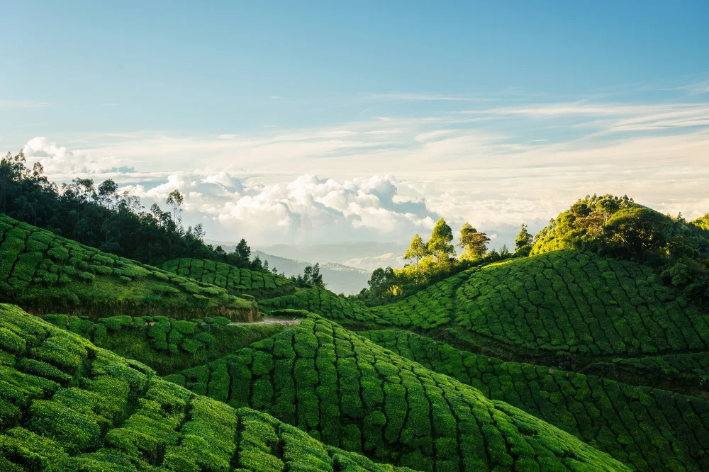 Kerala